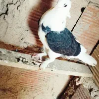 کبوتر پشت|پرنده|بجنورد, |دیوار