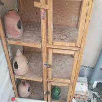 جفت کن کبوتر