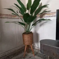 درختچه پرنده بهشتی ۱ونیم متر