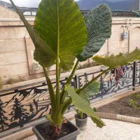 فروش گل|گل و گیاه طبیعی|رامیان, |دیوار