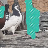 کفتر رنگی|پرنده|شیراز, کوشک میدان|دیوار