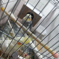 عروس هلندی