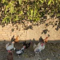 مرغ و خروس گلین|حیوانات مزرعه|شاهدشهر, |دیوار