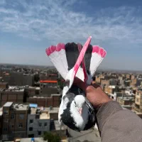 کبوتر بلندی