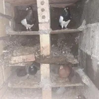 کبوتر همه رقم|پرنده|ترکمانچای, |دیوار