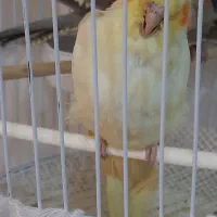 جوجه عروس هلندی ۳ ماهه دستی|پرنده|لاهیجان, گلستان|دیوار