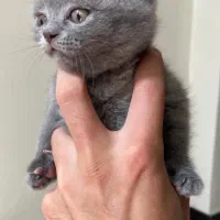 گربه اسکاتیش رنگ بلو|گربه|تهران, توحید|دیوار