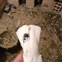 کبوتر طوقی مایدوم یا دمسفید|پرنده|فامنین, |دیوار