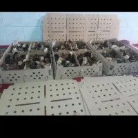 جوجه فروشی به قیمت عمده