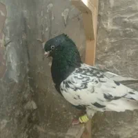 کفتر