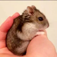 همستر کمپل و روبروفسکی