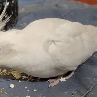 گمشده|حیوانات|زاهدان, |دیوار