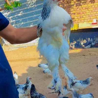 جوجه برهمااصل دوماهه به بالا