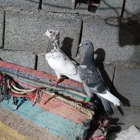 دوعدد نر جنگنده