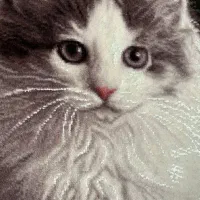 تابلو فرش دستبافت|تابلو فرش|تهران, وحیدیه|دیوار