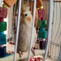 عروس هلندی ماده