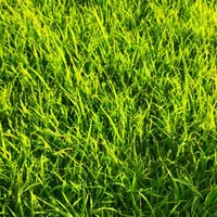 نشا برنج 300متر|خدمات باغبانی و درختکاری|دورود, |دیوار