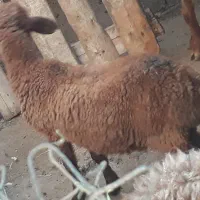 ماده بره چاق.