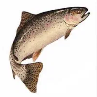 ماهی قزل‌آلا