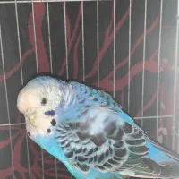 دو عدد مرغ عشق و دو عدد فنچ|پرنده|نکا, |دیوار