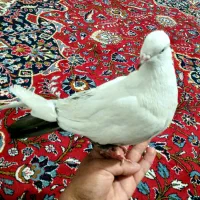 کبوتر دم قهوه ای