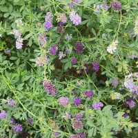 بذر یونجه همدان