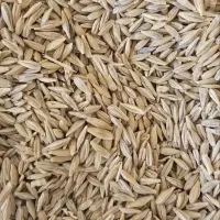 جو خارجی زرد چاق بلغور جو