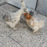 جوجه ابریشمی|حیوانات مزرعه|مشهد, ویلاشهر|دیوار