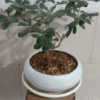 گل و گیاه آپارتمانی|گل و گیاه طبیعی|شیراز, شیخ علی چوپان|دیوار