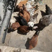 جوجه|حیوانات مزرعه|دورود, |دیوار