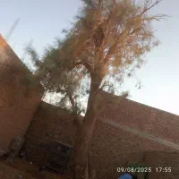 اره بنزینی اجاره قطع و ریز کردن درختان درمحل پیکور|خدمات پیشه و مهارت|زاهدان, |دیوار