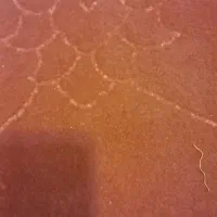دو عدد موکت ۳در ۴ قرمز زرشکی