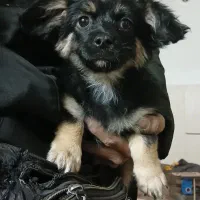 سگ خانگی|سگ|اصفهان, کوجان|دیوار