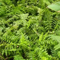 سانسوریا ، پتوس ، سرخس ،کروتون|گل و گیاه طبیعی|مشکیندشت, |دیوار