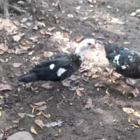 حیوانات محلی|حیوانات مزرعه|رضوانشهر, |دیوار