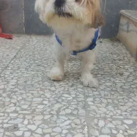 سک شیتزو سوپر فلت