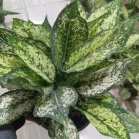 گل های زیبا آپارتمانی اول آموزش بعد خرید|گل و گیاه طبیعی|سبزوار, رضوی|دیوار