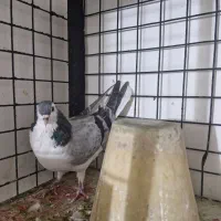 کفتر دمگیر|پرنده|اصفهان, بهارستان|دیوار