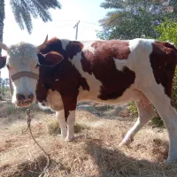 گاو ماده|حیوانات مزرعه|توکهور, |دیوار