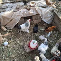 مرغ و خروس برهما بالغ