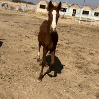 کره مادیون جنس دار درجه یک دنیای خون