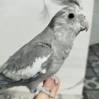 دوتا نر دستی بالغ