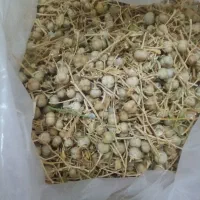 اسپندبومی تازه چیده شده فوق العاده خوشبو|خوردنی و آشامیدنی|اصفهان, هفتون|دیوار