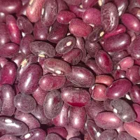 لوبیا قرمز