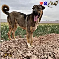 سگ پژدر
