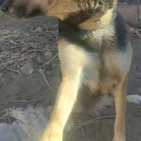 سگ ژرمن ماده|سگ|شاهرود, |دیوار