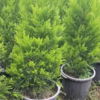 افرا|گل و گیاه طبیعی|شهریار, رزکان|دیوار