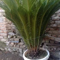 سیکاس|گل و گیاه طبیعی|بندر گز, |دیوار