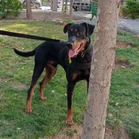 سگ دوبرمن ۱۸ ماهه