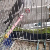 عروس هلندی طوطی برزیلی